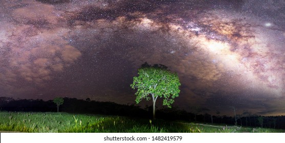 Milky way galaxy on hill under amazing starry blue night sky. Silhouette of lonely hight tree & Krachiew flower field or siam tulips blooming in jungle at Sai Thong National Park, Chaiyaphum, Thailand