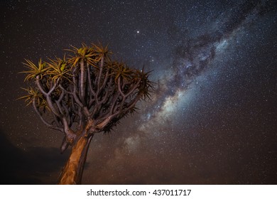 Milky Way Over Quiver Tree