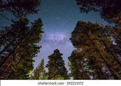 Milky Way Over Redwood Trees, Near South Lake Tahoe, California.