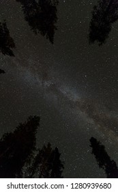 Milky Way At A Starry Night In A Dark Forest Of Sequoia National Park