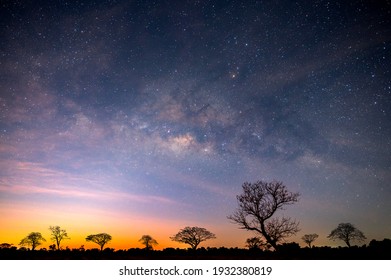 Milky way with stars,silhouette tree in africa with sunrise.Tree silhouetted against a setting sun.Dark tree on open field dramatic sunrise.Typical african sunset with acacia trees in Masai Mara,Kenya