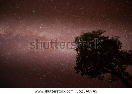 Milky way with tree foreground on clear sky