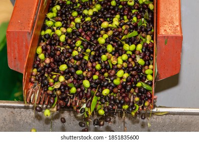 mill for processing olives into extra virgin olive oil italy