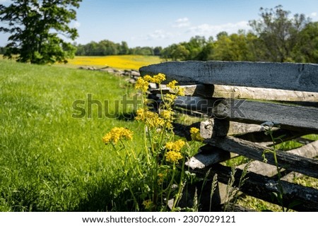 Mill Springs Battlefield National Monument in Kentucky. Canola flower and field with fence at Zollicoffer Park. Union won a significant victory early in the Civil War at the Battle of Mill Springs.