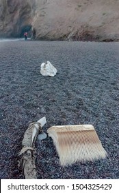 Mill Valley, California/USA-6/23/18: Tenessee Valley Beach, Marin county, white dried whale bones and a whale baleen plate, which is keratin, a protein on the upper jaw that filters prey from the sea