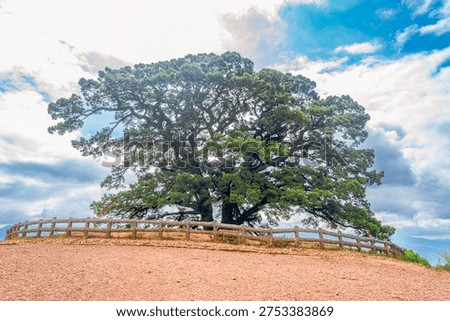 The millenium dragon tree on the top of a hill