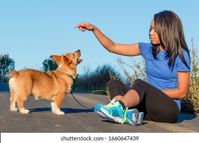 A millennial African American woman in athletic clothes training a Pembroke Welsh Corgi puppy.