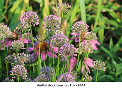 Millennium Ornamental Onion Flowers, Soft Focus Coneflowers and Greenery in Background