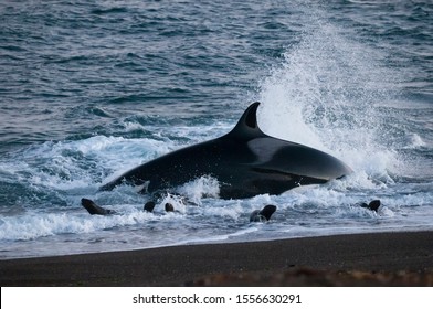 Miller Whale Stranding, Península Valdés, Patagonia , Argentina 