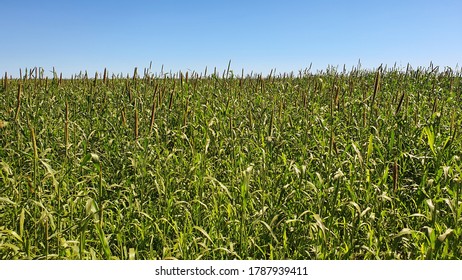 Millet Crop Rotation In Flat Field