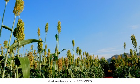 Millet In The Field