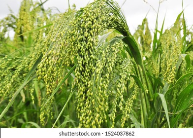Millet in the field, ripening crop - Shutterstock ID 1524037862