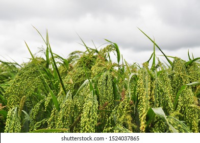 Millet in the field, ripening crop - Shutterstock ID 1524037865