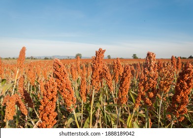 9,320 Millet field Images, Stock Photos & Vectors | Shutterstock