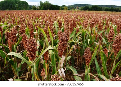 Millet Standing In Field