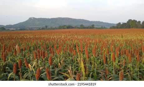 Millet Tree Natural Trees Flowers Mountain View Thailand Sky Background Beautiful 