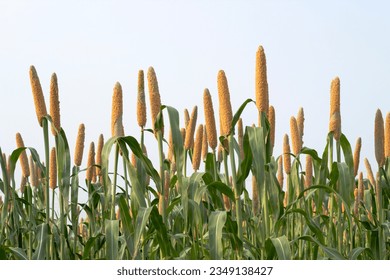 Millets (Bajra) crop fiels and farming in india  - Shutterstock ID 2349138427