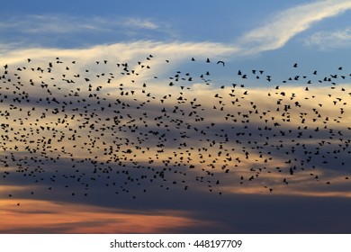 Millions Flock Of Starlings At Sunset