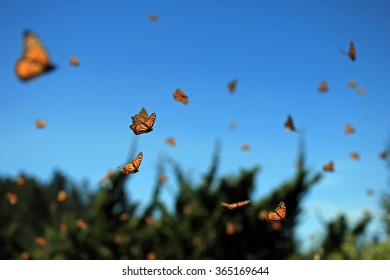 Millions Of Monarch Butterfly Flying In Rosario, Mexico