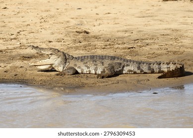 Millions of years of evolution in a single frame. 🐊 The Mugger Crocodile remains one of Sri Lanka's most fascinating apex predators