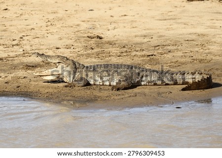Millions of years of evolution in a single frame. 🐊 The Mugger Crocodile remains one of Sri Lanka's most fascinating apex predators