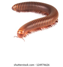 Millipede