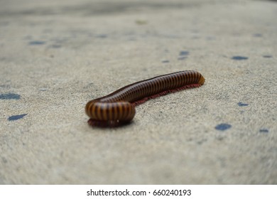 millipede