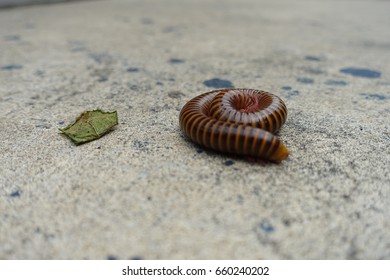 millipede