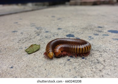 millipede