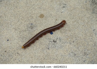 millipede
