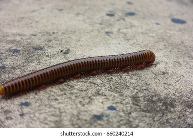 millipede