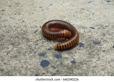 millipede