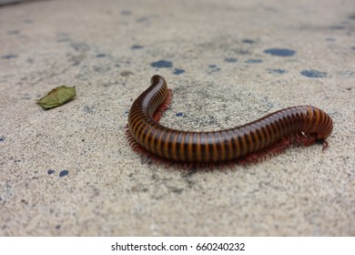 millipede