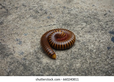 millipede