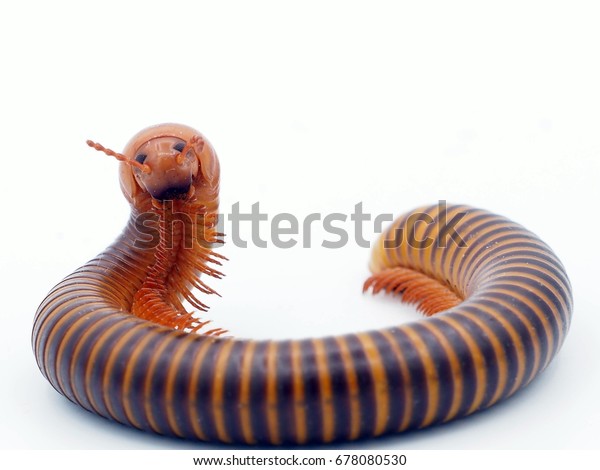 millipede toy