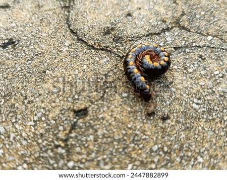 millipede or called keluwing (kaki seribu), abstract background, for photos, drawings and illustrations