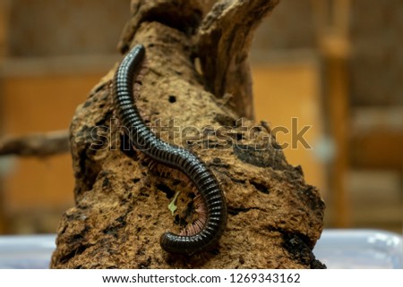 Similar – A small grass snake on the compost