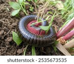 a millipede curling its body.  This millipede has a long, segmented body, with a shiny black base and red underside.