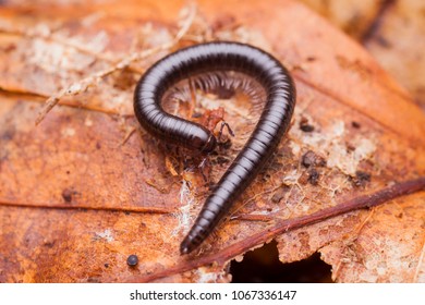 Millipede (Diplopoda) On The Ground In Forest