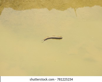 millipede floating in water, felt accidentally in water - Powered by Shutterstock