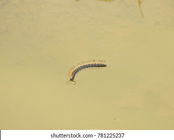 millipede floating in water, felt accidentally in water - Powered by Shutterstock