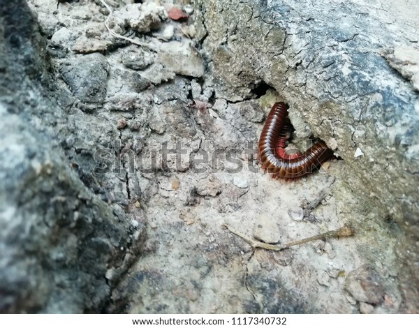 millipede, Invertebrates are mostly hard shell, the\
longitudinal part is divided into sections. Do not share breast or\
stomach. Longitudinal joints are held together by folding along the\
longitudinal 