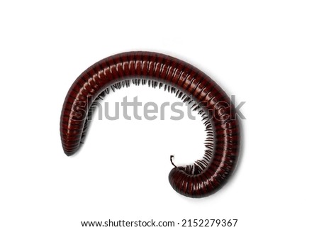 millipede isolated on white background. Siamese Pointy Tail Millipede. Myriapoda
