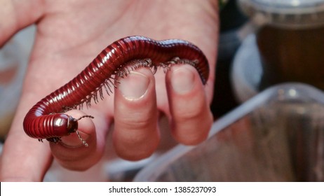 millipede (Julida)  red centipede on woman's hand. Exotic pet insect. Content of insects at home