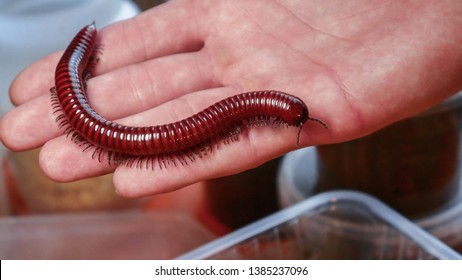 millipede (Julida)  red centipede on woman's hand. Exotic pet insect. Content of insects at home