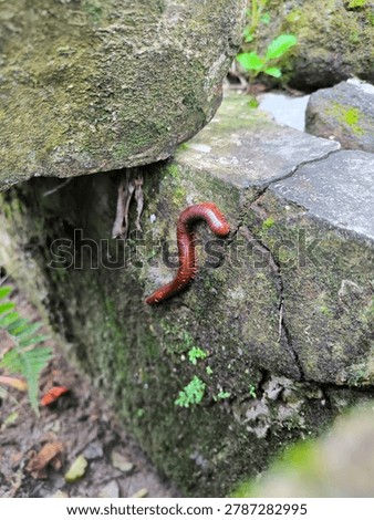 Millipede, known as luwing or halimandan, has long segmented body, many legs, slow-moving, eats decaying leaves, lives in moist soil, harmless, vital natural decomposer in ecosystems.
