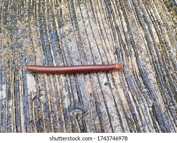 Millipede Looking Food During Rainy Season Stock Photo 1743746978 ...