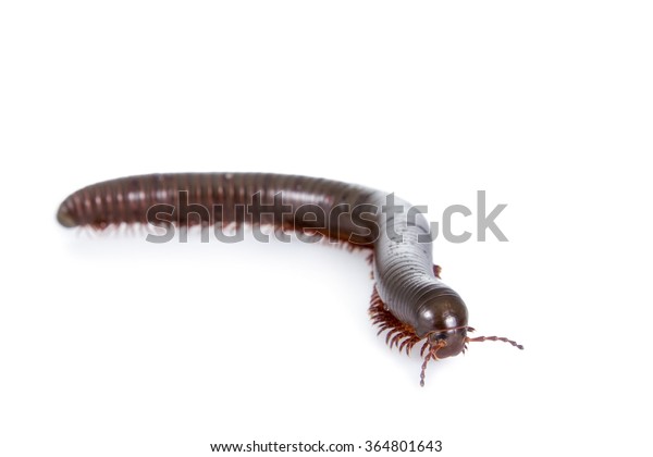 Millipede Myriapoda Isolated On White Background Stock Photo (Edit Now ...