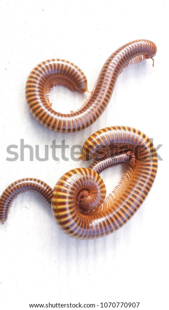 millipede is the name of many invertebrates. Hard\
shell Long body divided into segments. Do not share breast or\
stomach. The joints in the body as a pair of longitudinal\
retraction together. Can be\
cu