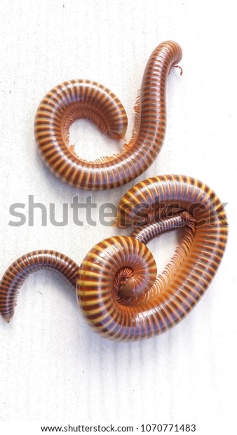 millipede is the name of many invertebrates. Hard\
shell Long body divided into segments. Do not share breast or\
stomach. The joints in the body as a pair of longitudinal\
retraction together. Can be\
cu